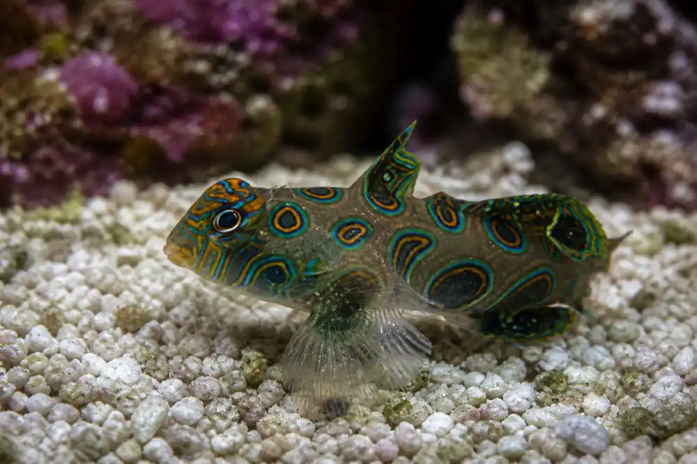 Target Mandarin Goby - Natural Environment Aquatix