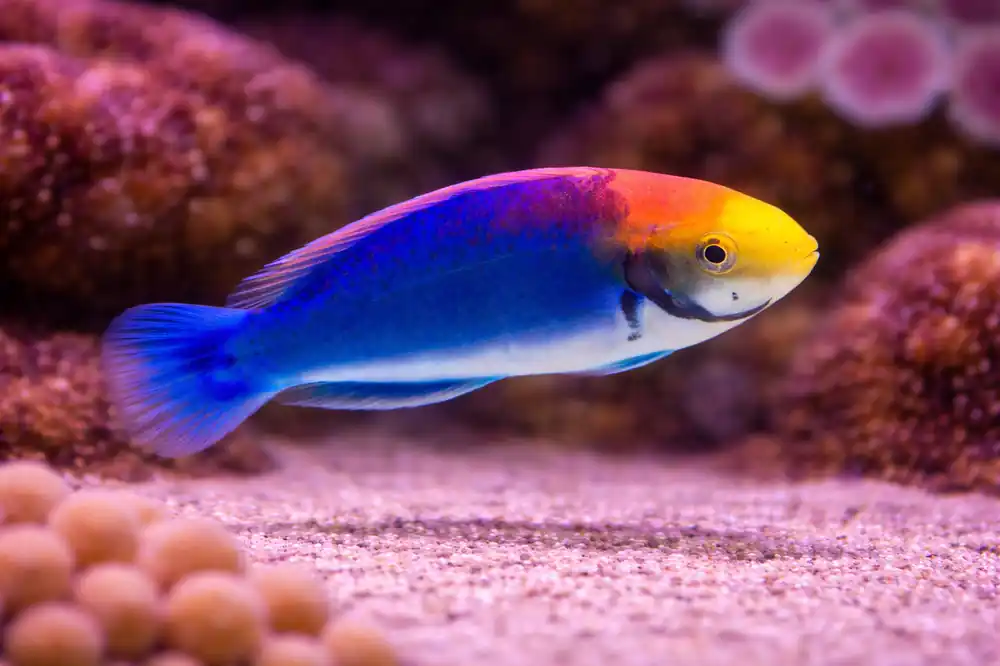 Clown Fairy Wrasse - Natural Environment Aquatix