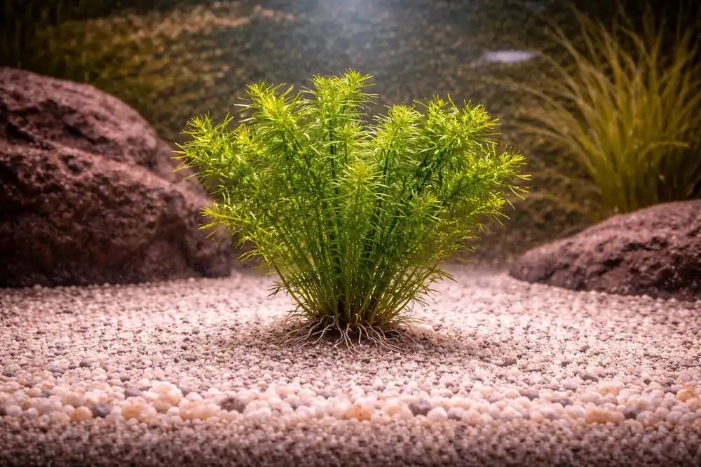 Elodea Najas Aquatic Plant - Emark Tropical Imports