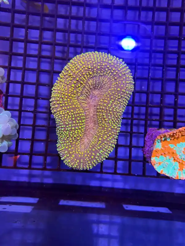 Two Color Lobophyllia Coral - Natural Environment Aquatix