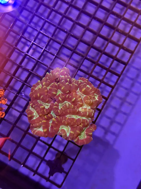 Candy Cane Coral - Natural Environment Aquatix