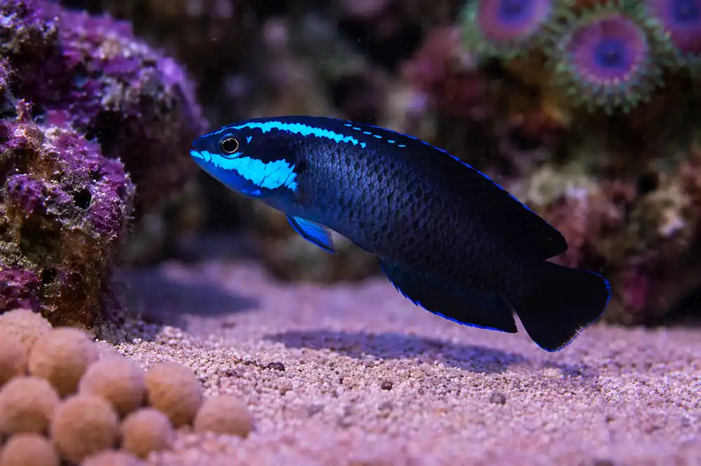 Springeri Pseudochromis - Natural Environment Aquatix