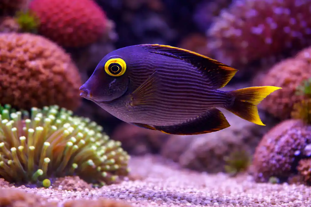 Yellow Eye Tang - Natural Environment Aquatix