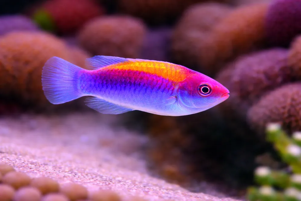 Orange Back Fairy Wrasse - Natural Environment Aquatix