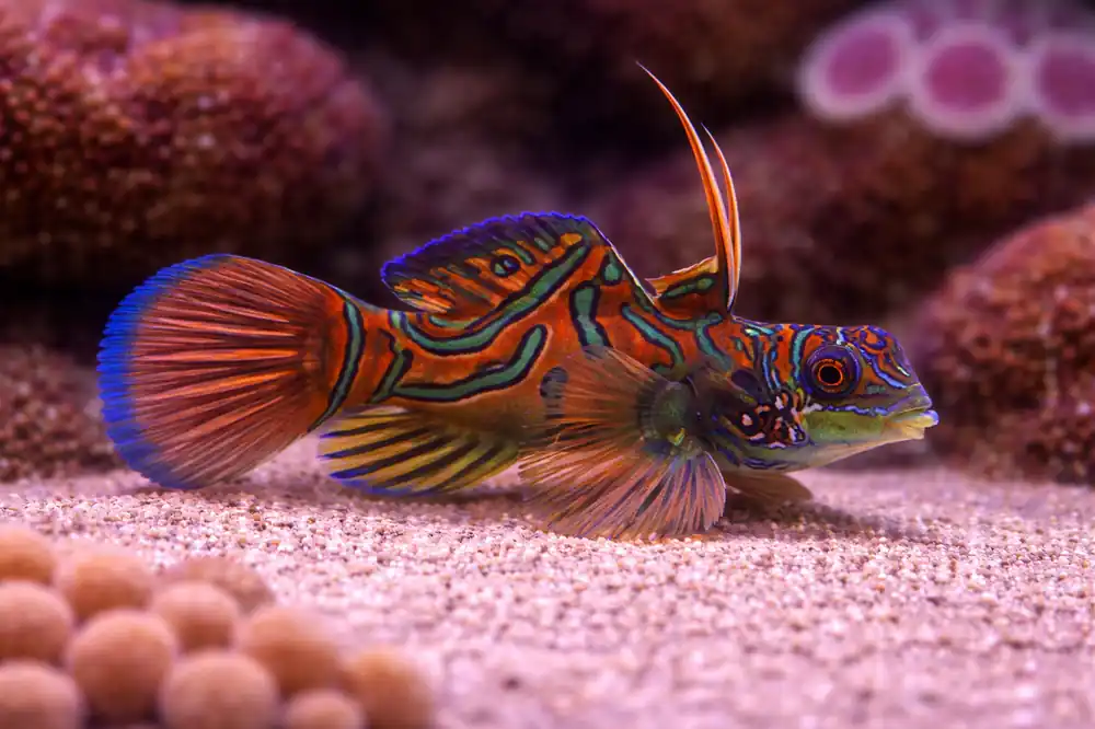 Red Mandarin Goby - Natural Environment Aquatix