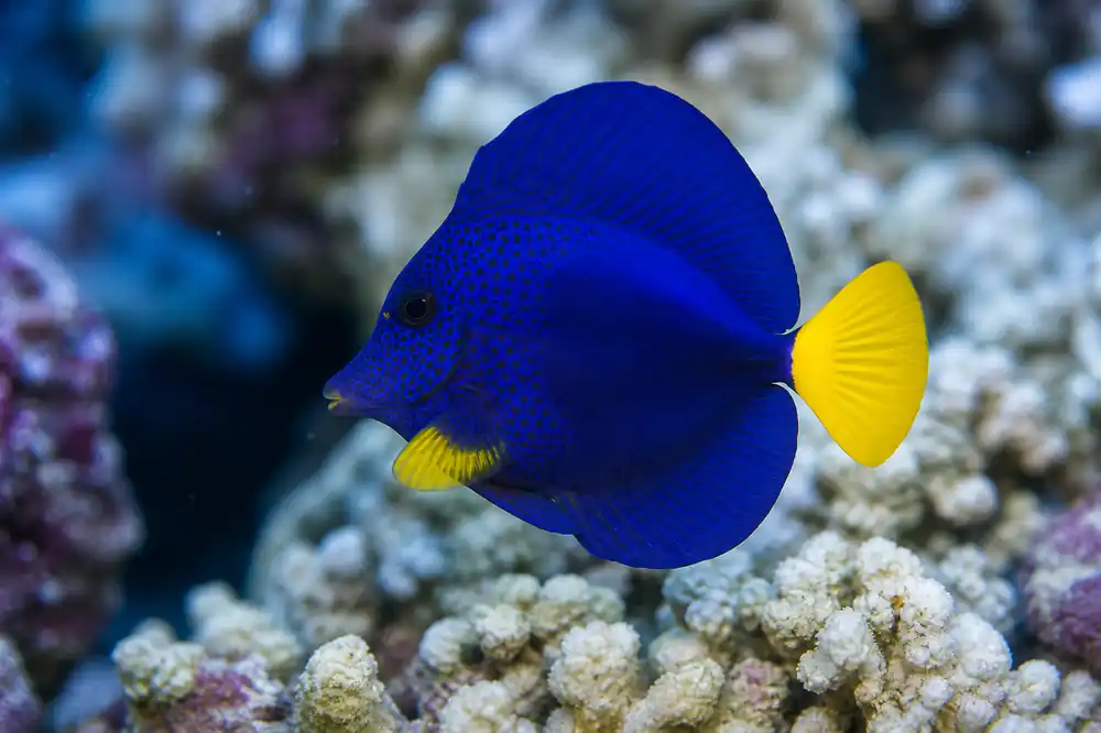 Purple Tang - Natural Environment Aquatix
