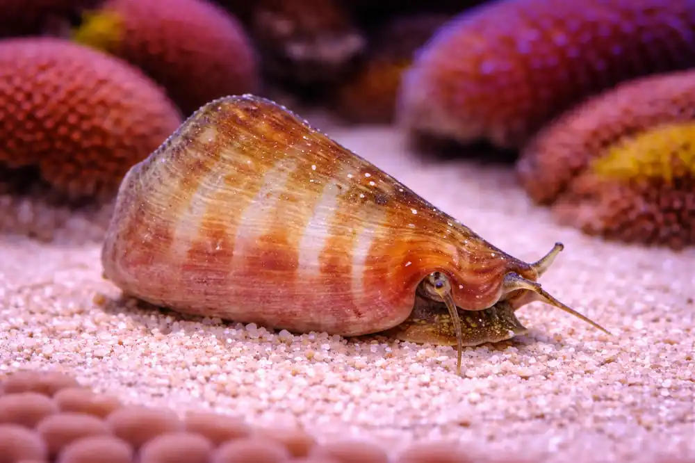 Tiger Sand Snail - Natural Environment Aquatix