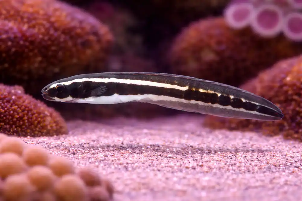 Engineer Goby - Natural Environment Aquatix