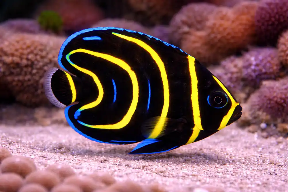 Cortez Angelfish - Natural Environment Aquatix