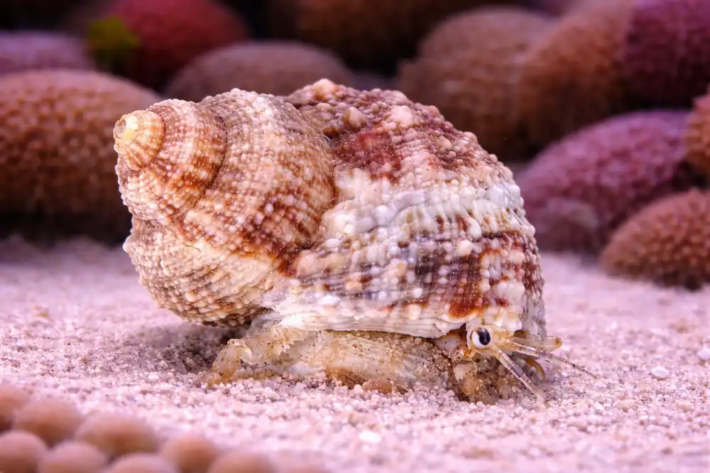 Chestnut Turbo Snail - Natural Environment Aquatix