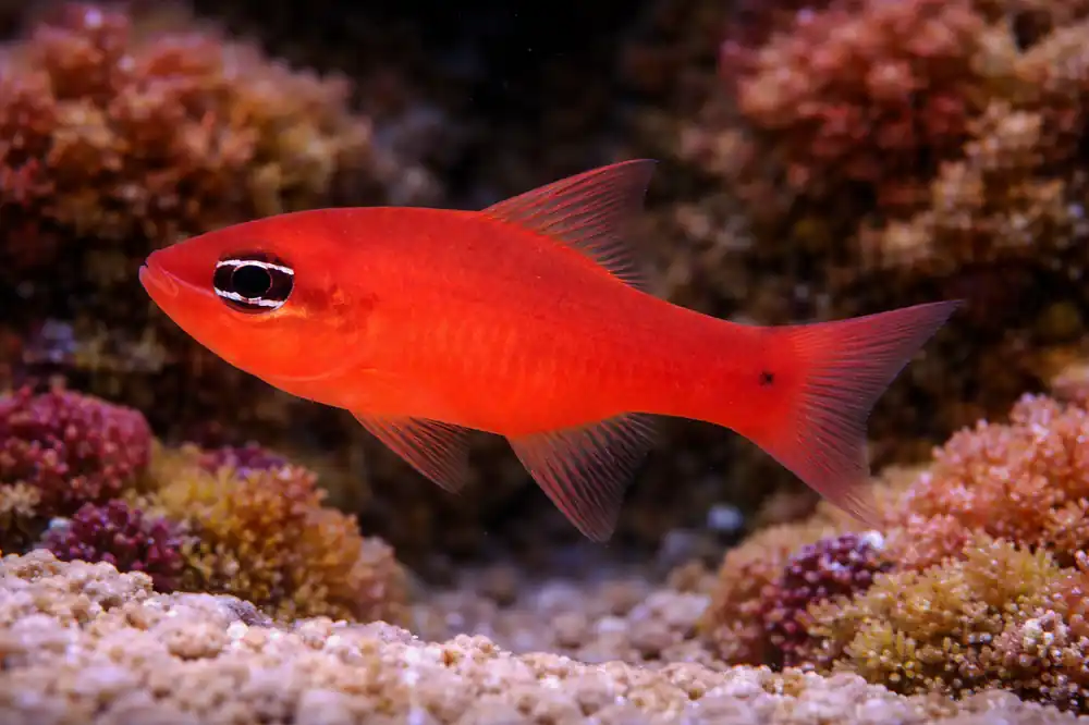 Ruby Red Cardinalfish - Natural Environment Aquatix