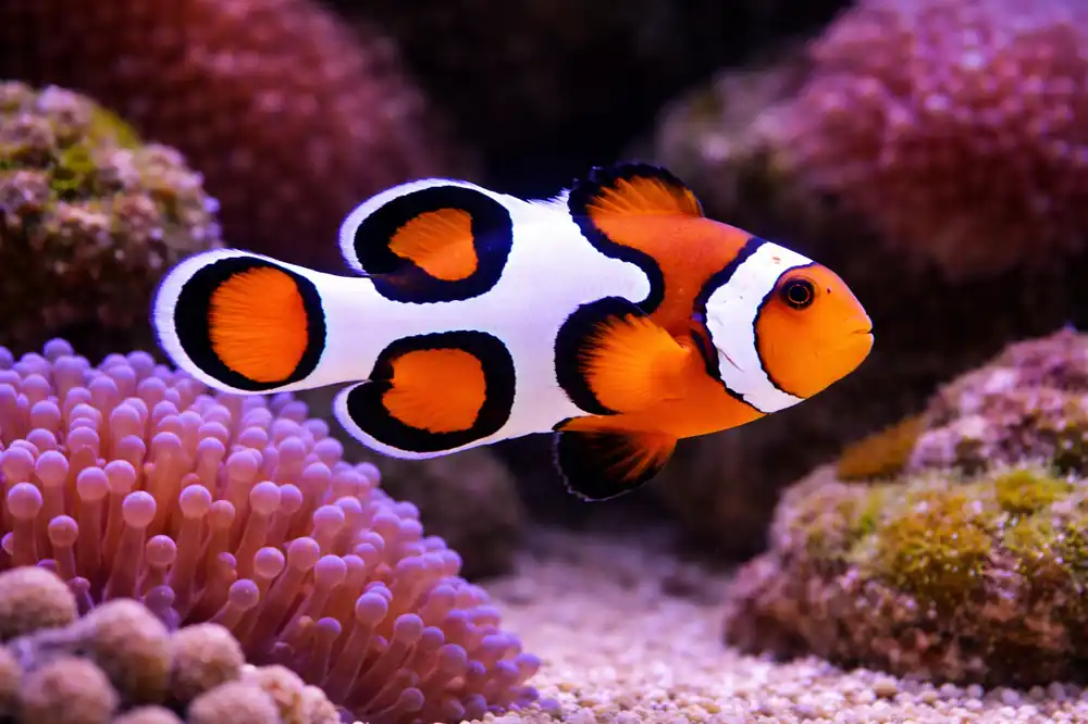 Picasso Clownfish - Natural Environment Aquatix