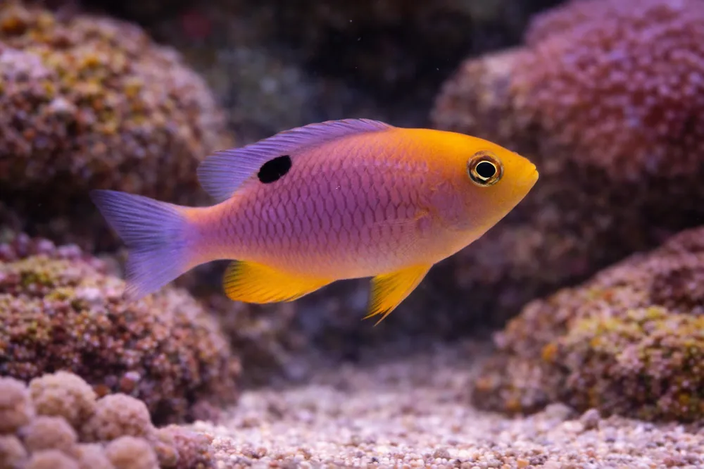 Talbot Damselfish - Natural Environment Aquatix