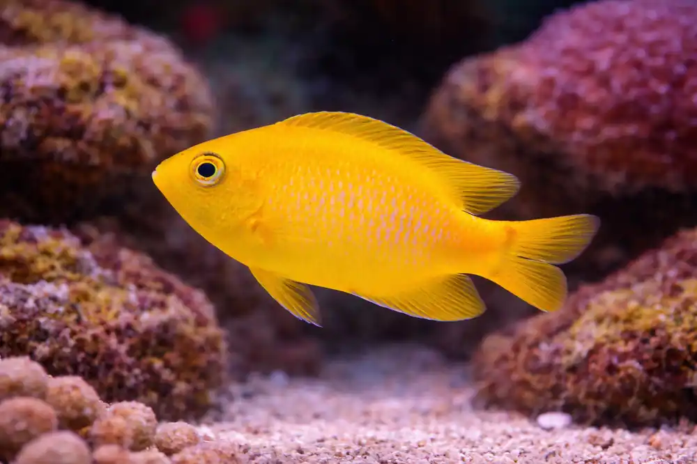 Yellow Damselfish - Natural Environment Aquatix