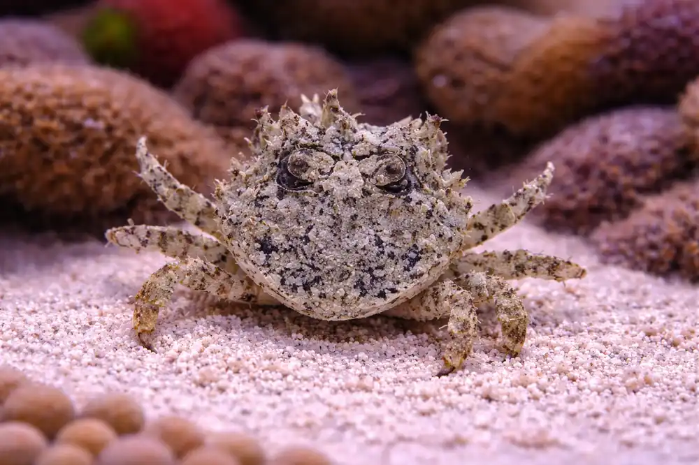 Pithos Crab - Natural Environment Aquatix