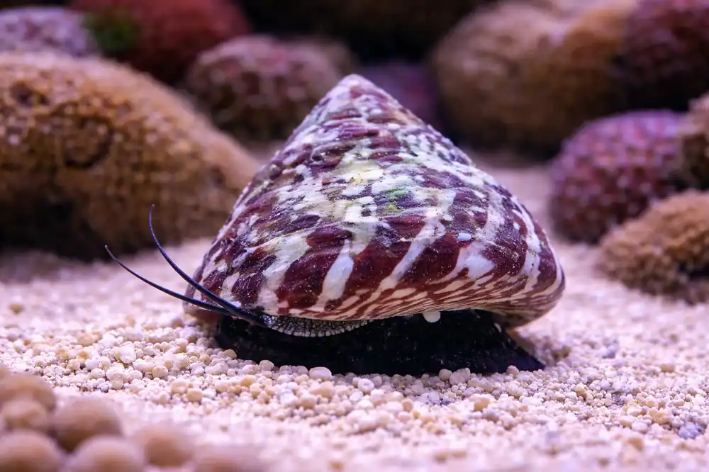 Assorted Turbo Snail - Natural Environment Aquatix