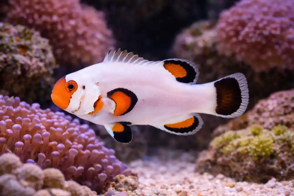 Wyoming White Clownfish - Natural Environment Aquatix