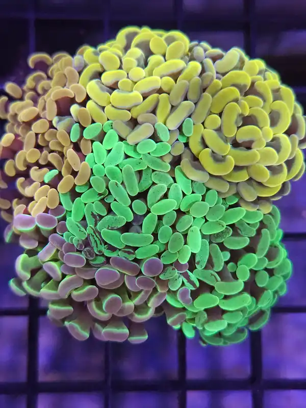 Rainbow Hammer Coral - Natural Environment Aquatix