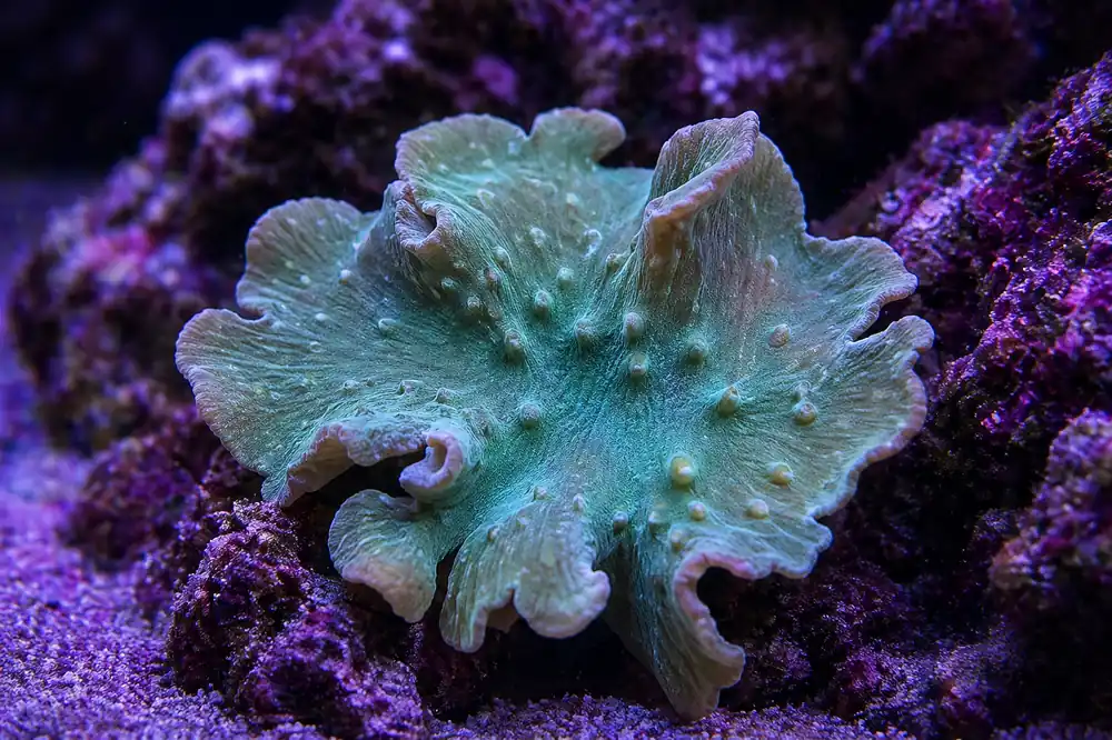 Leather Cabbage Green Coral - Natural Environment Aquatix