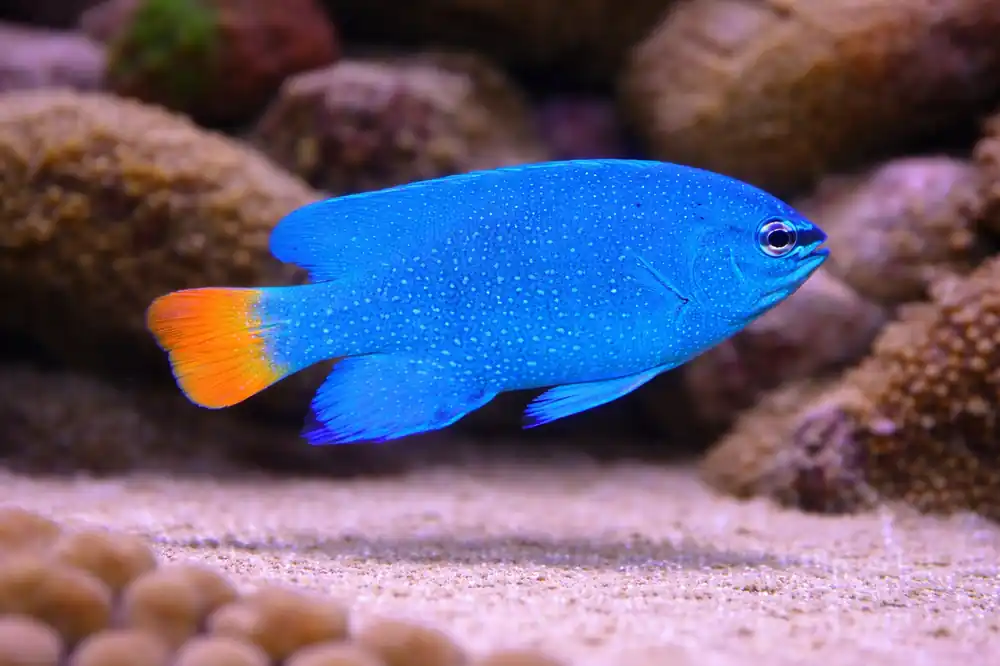 Orange Tail Damselfish - Natural Environment Aquatix