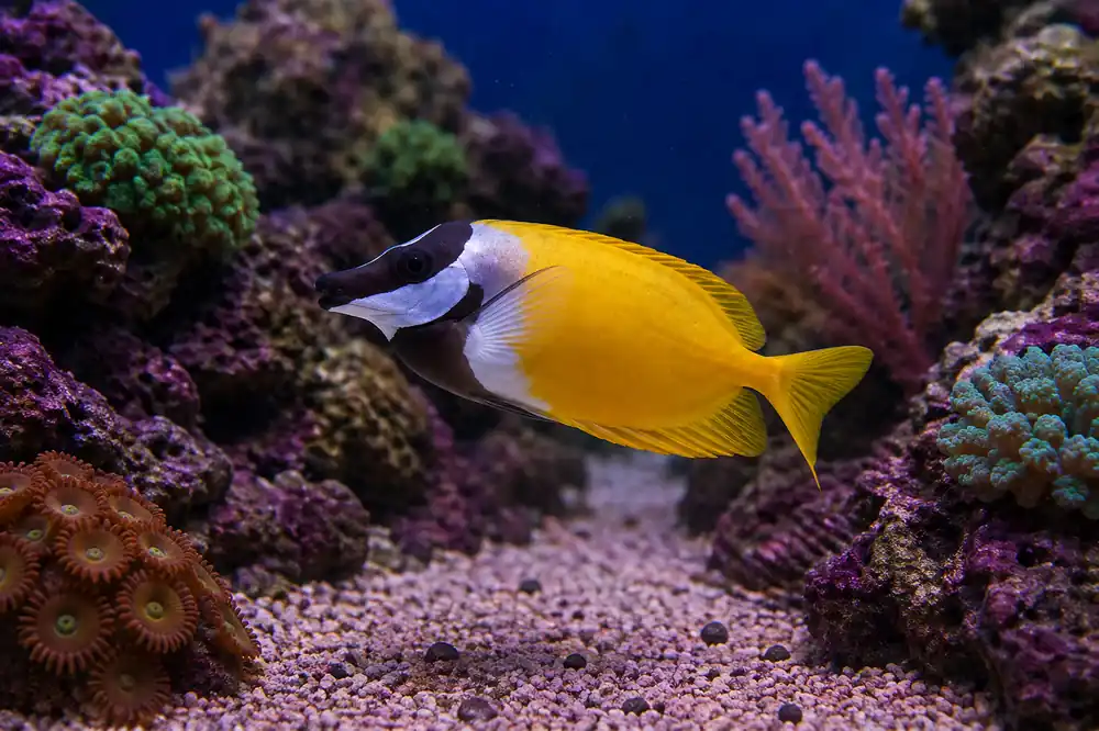 Foxface Yellow Fish - Natural Environment Aquatix