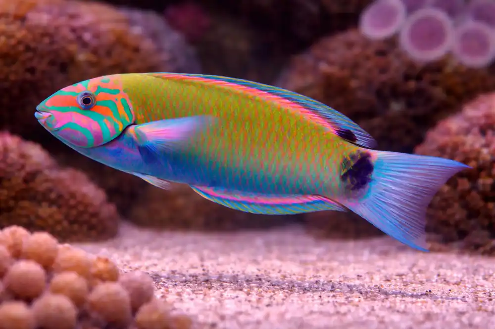 Lunare Wrasse - Natural Environment Aquatix