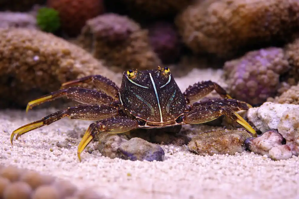 Sally Lightfoot Crab - Natural Environment Aquatix
