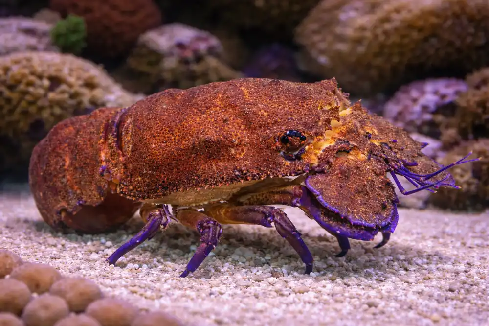 Slipper Lobster - Natural Environment Aquatix