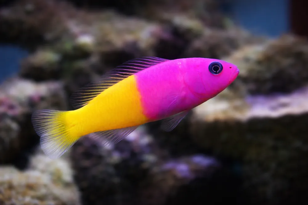 Royal Dotty Back - Natural Environment Aquatix