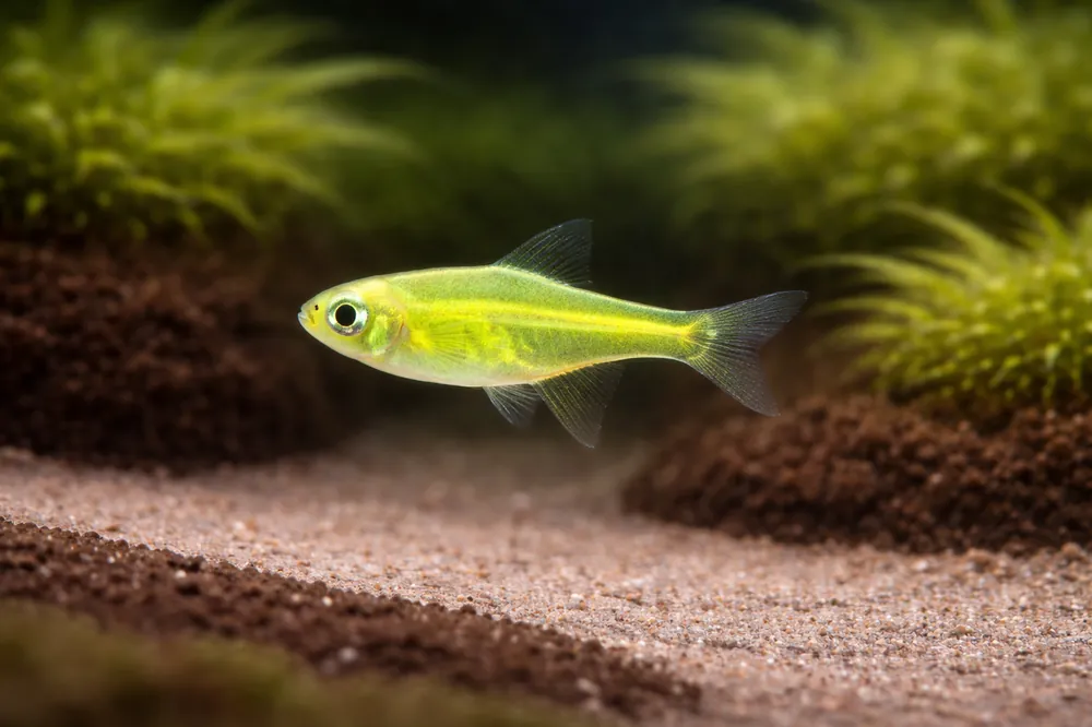 Green Neon Rasbora - Natural Environment Aquatix