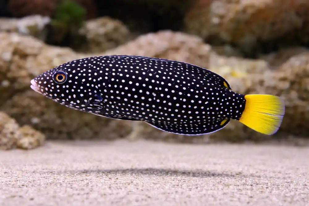Tamarin Wrasse - Natural Environment Aquatix