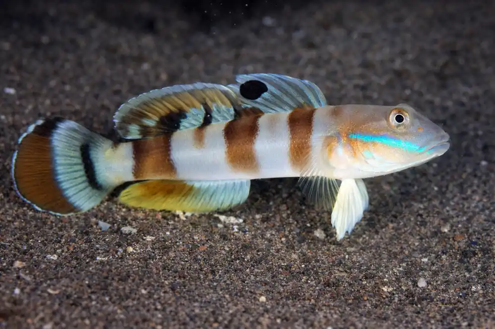 Tiger Goby - Natural Environment Aquatix