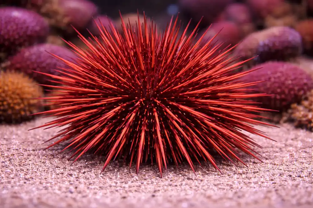 Red Urchin - Natural Environment Aquatix