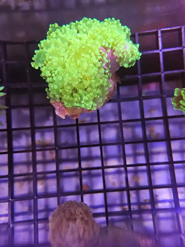 Green Metallic Frogspawn - Natural Environment Aquatix