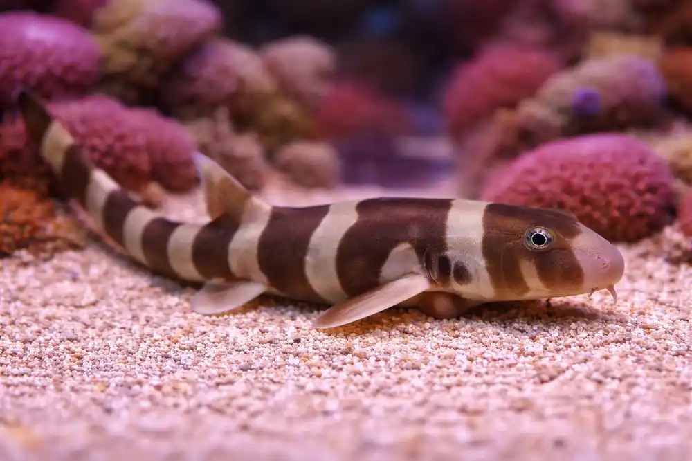 Bamboo Shark - Natural Environment Aquatix