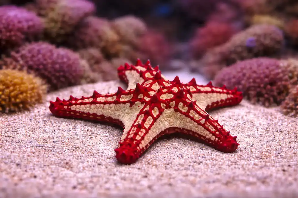 General Starfish - Natural Environment Aquatix