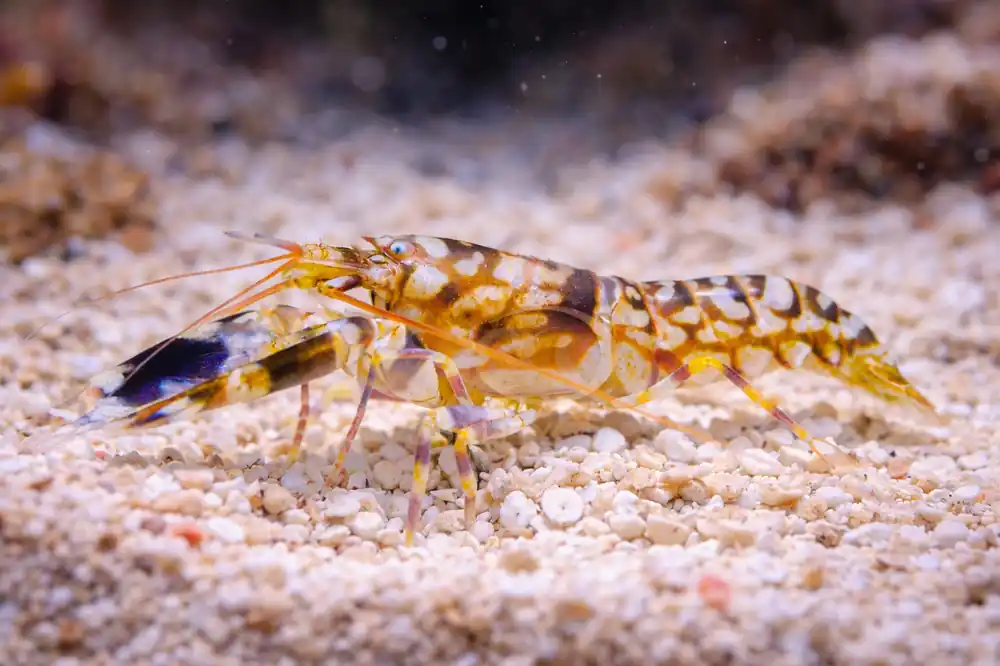 Tiger Pistol Shrimp - Natural Environment Aquatix