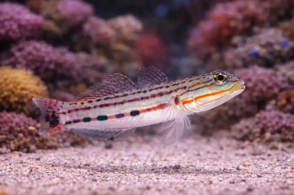 Sleeper Railway Glider Goby - Natural Environment Aquatix