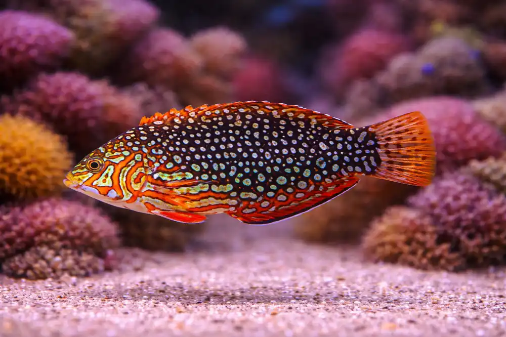 Ornate Leopard Wrasse - Natural Environment Aquatix