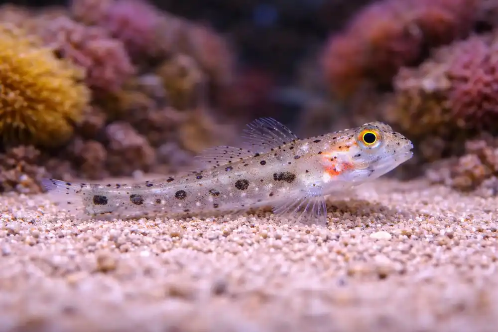 Black Spotted Sand Goby - Natural Environment Aquatix