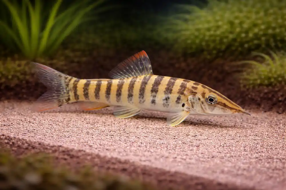 Tiger Botia - Emark Tropical Imports