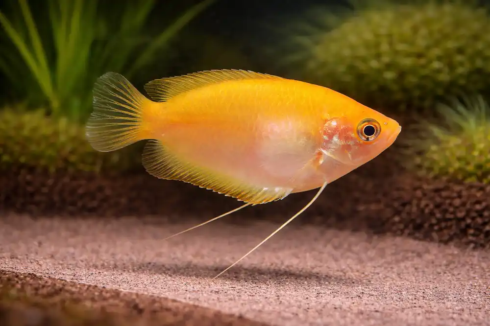 Gold Honey Gourami Dwarf - Cichlid Exchange