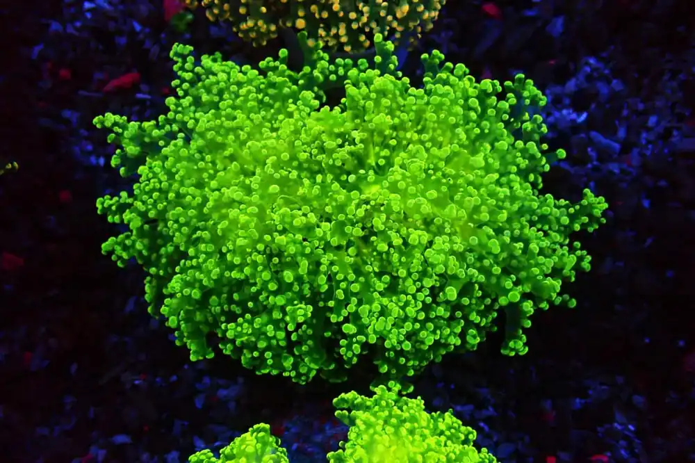 Octo Spawn Green Metallic - Natural Environment Aquatix