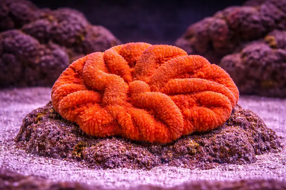 Orange/Yellow Symphyllia Coral - Natural Environment Aquatix