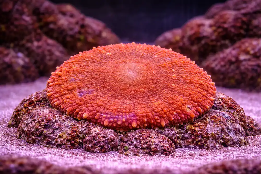 Orange Bullseye Mushroom - Natural Environment Aquatix