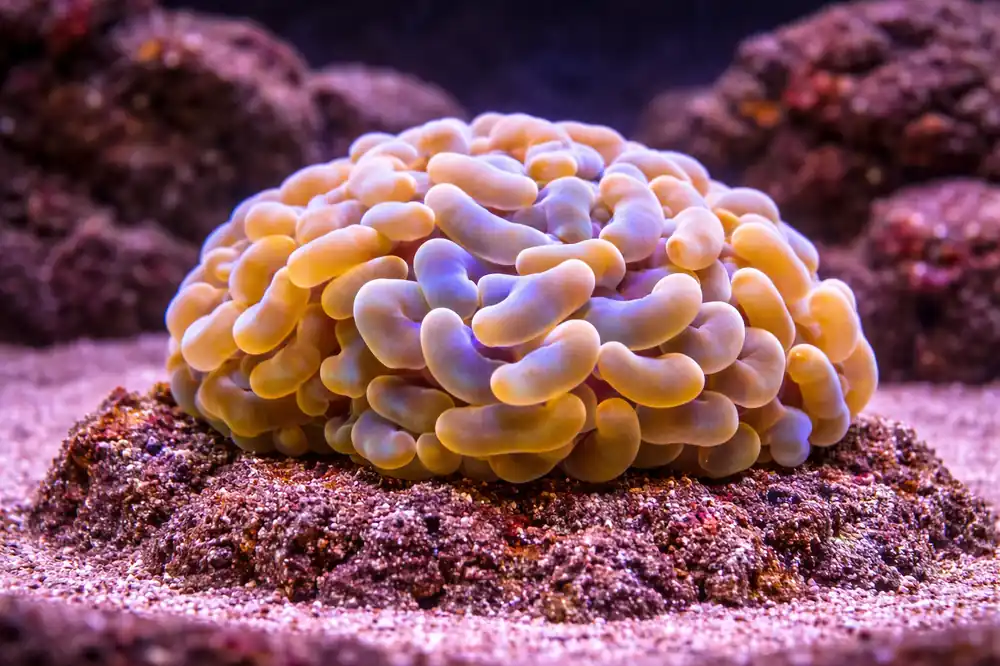 Combo Hammer Coral Frag - Natural Environment Aquatix