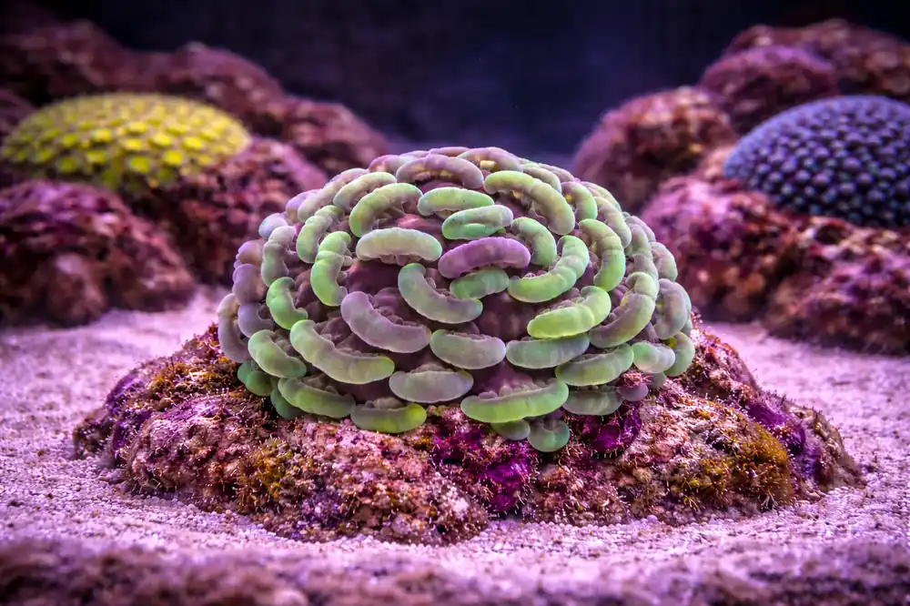 Green/Purple Hammer Coral Large - Natural Environment Aquatix