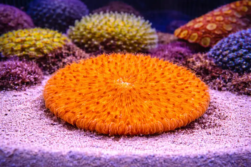 Yellow Plate Coral - Natural Environment Aquatix