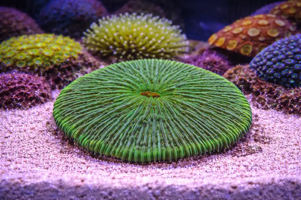 Green Metallic Plate Coral - Natural Environment Aquatix