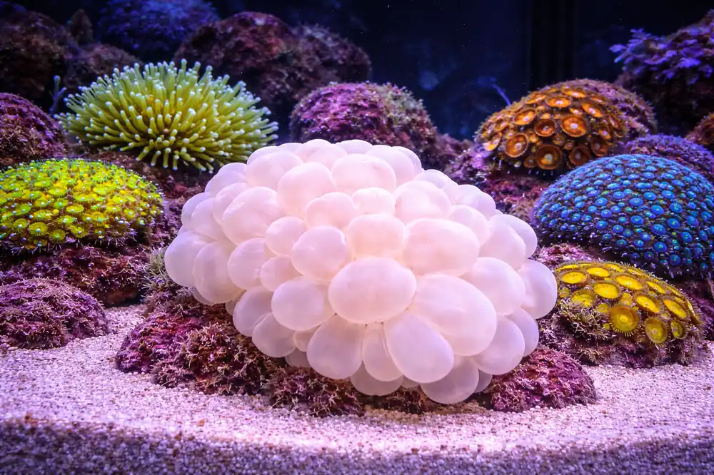 Bubble Coral - Natural Environment Aquatix